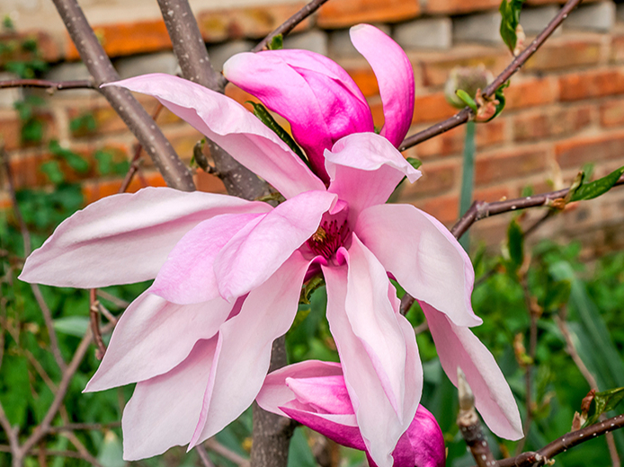 Magnolijas 'Susan' zieds.