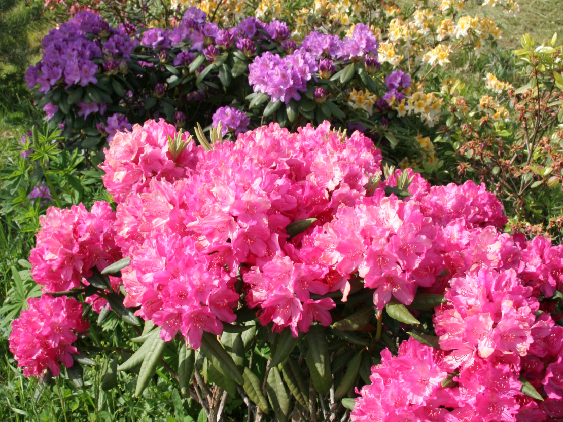 Rododendri.