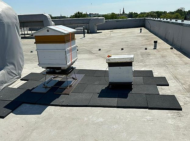 Jelgavas Tehnoloģiju vidusskola uzsākusi biškopības projekta realizāciju.