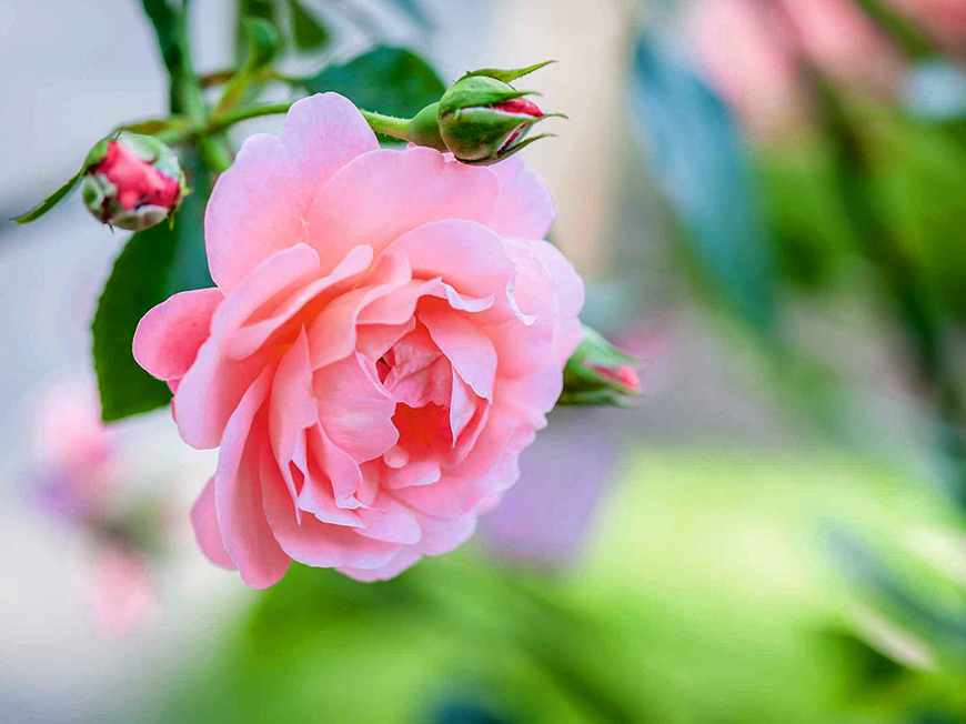 Roze.