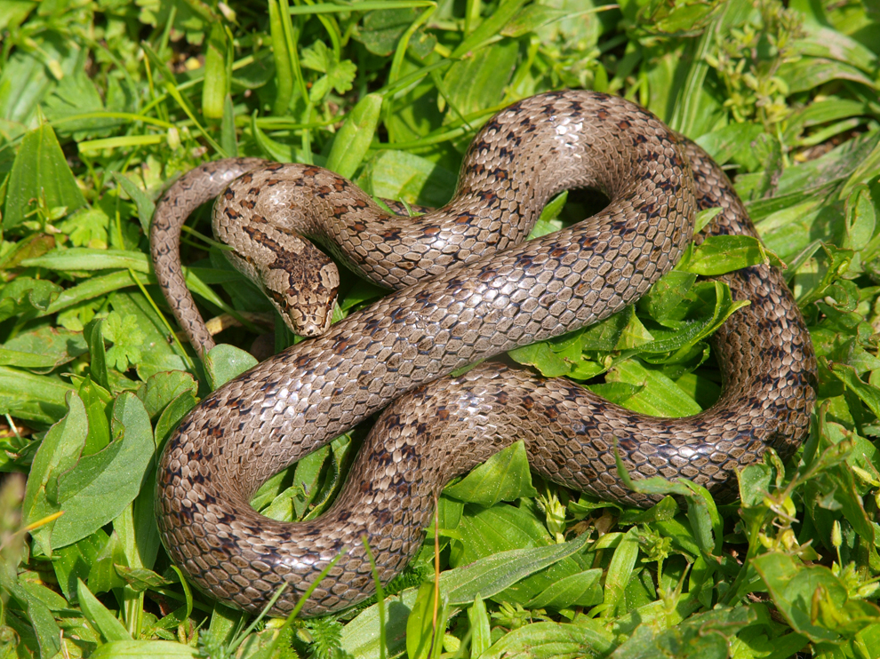Gludenā čūska.
