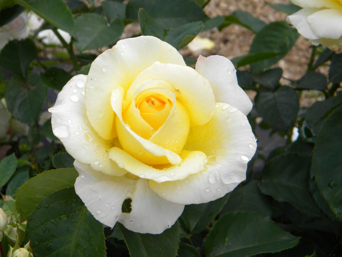 ‘Frederic Chopin’