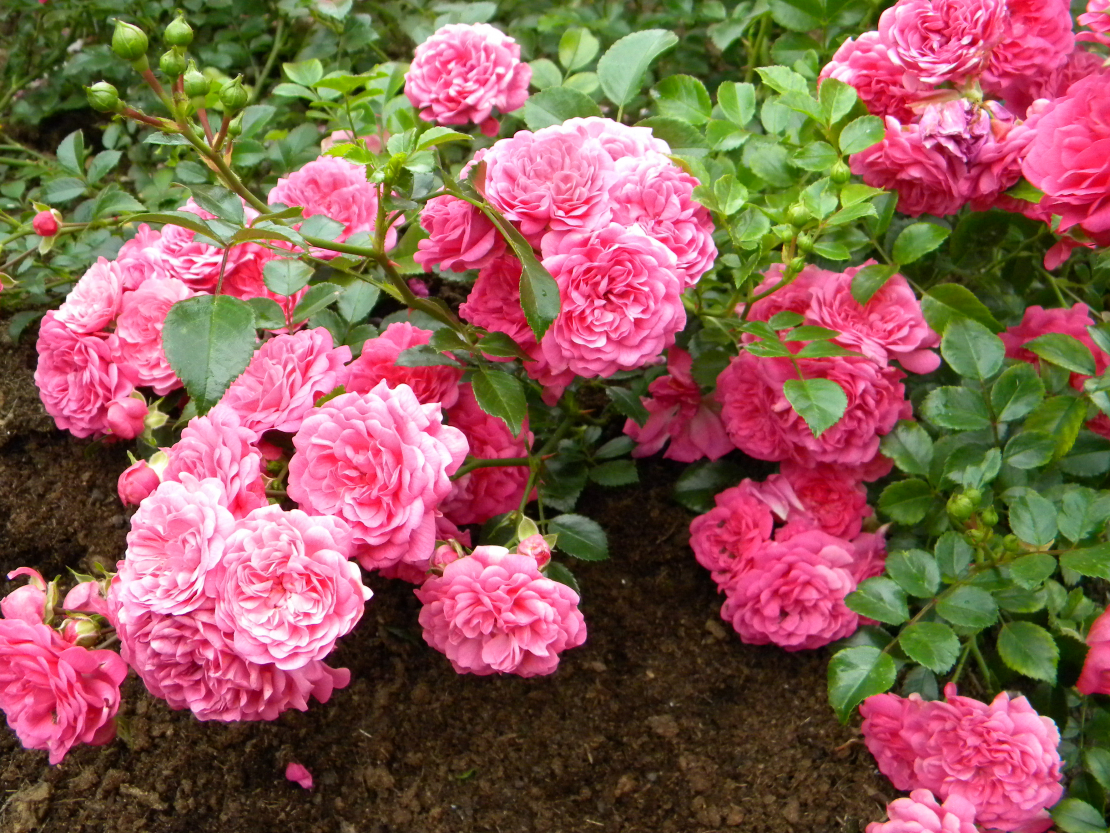 'Pepita'