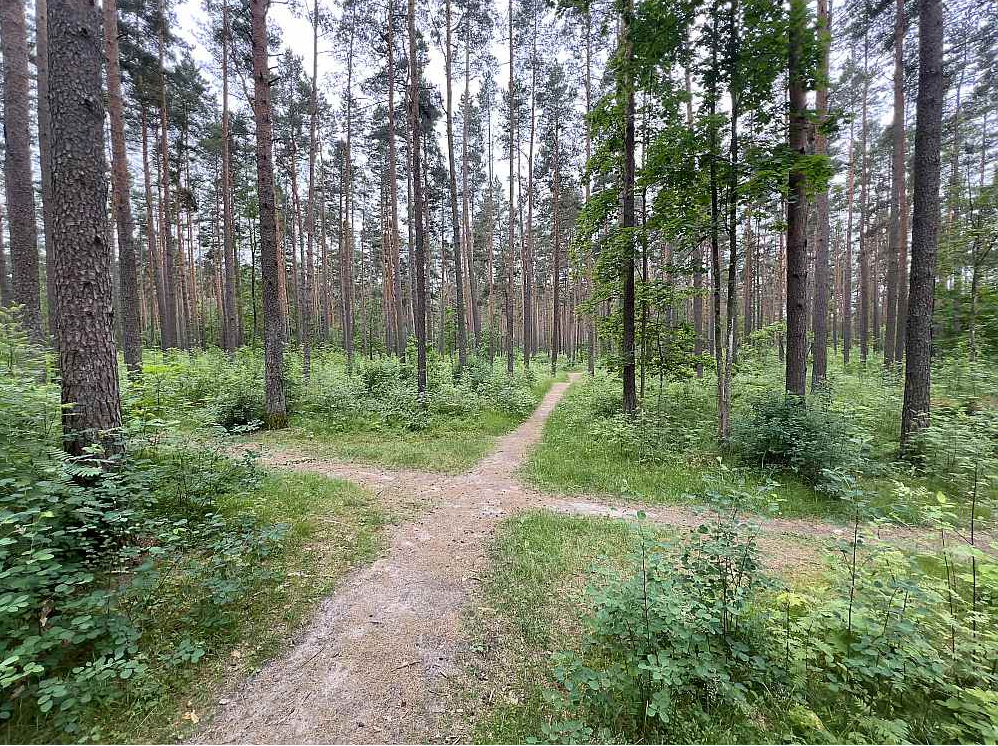 Meža nozare atkal krustcelēs – Zaļais kurss liek gan samazināt meža ciršanas apjomus, gan arī palielina pieprasījumu pēc kokmateriāliem, bet nesenais Satversmes tiesas spriedums, atceļot noteikumus par galvenās cirtes caurmēru, nozarē radījis mērenu haosu.