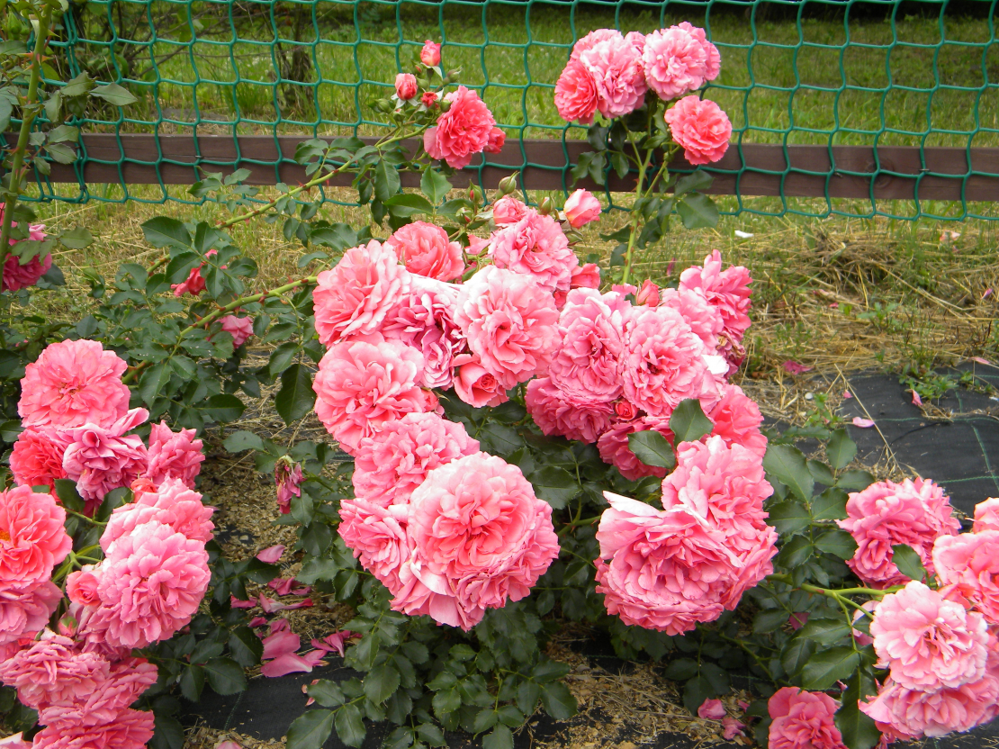 ‘Rosarium Uetersen’
