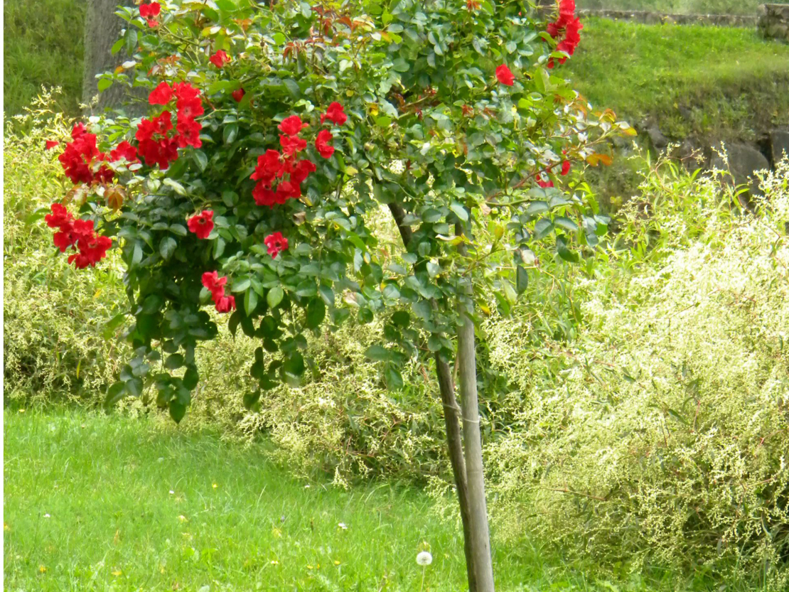Augstcelma roze.