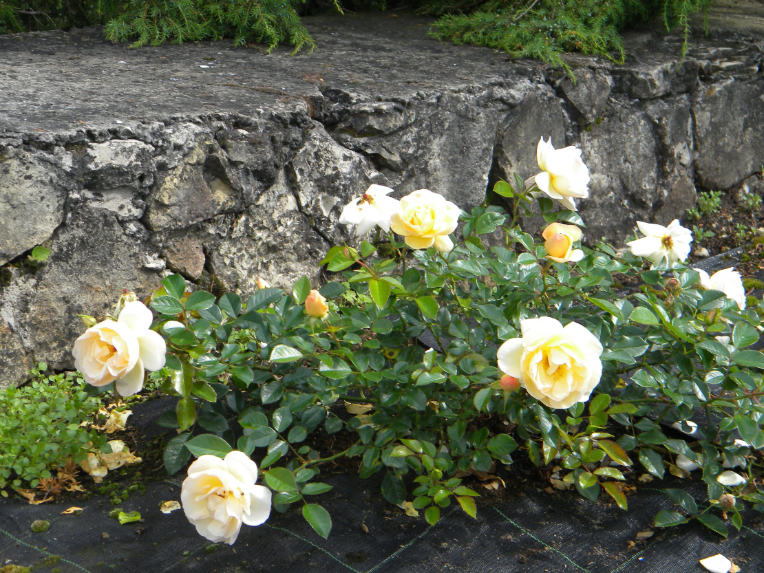 ‘Sonnenschirm’