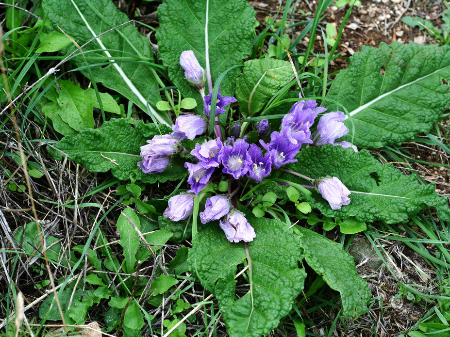 Mandragora.
