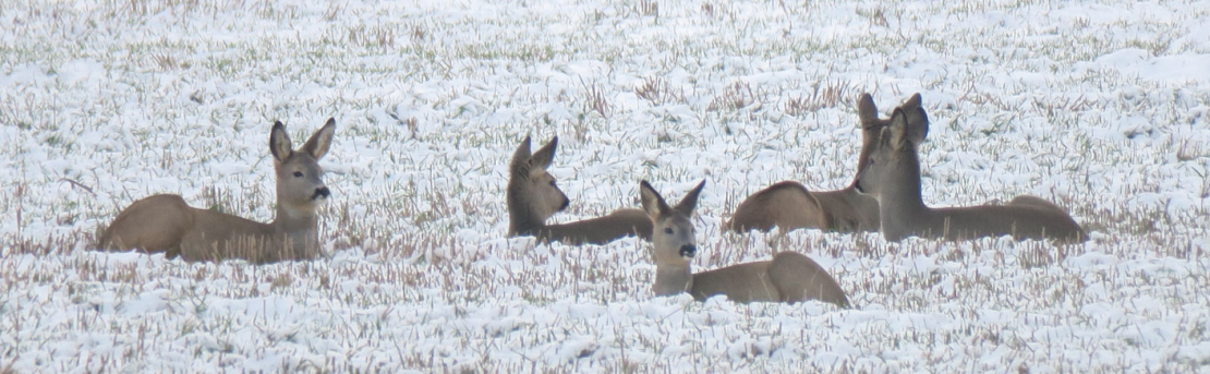 Novembra otrajā pusē stirnas jau pulcējas baros.