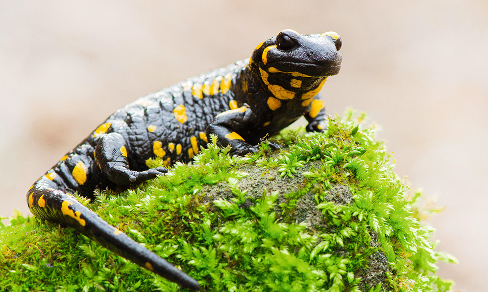 Plankumainā salamandra jeb uguns salamandra (Salamandra salamandra).