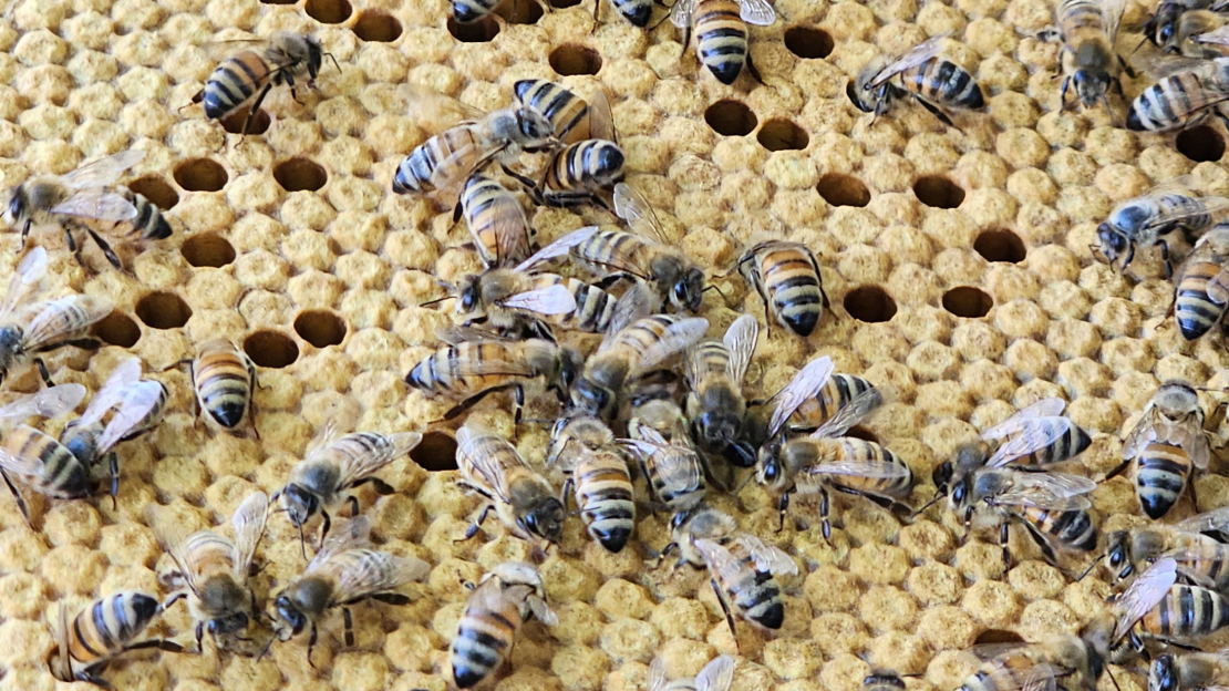 Bites turpina čakli strādāt.