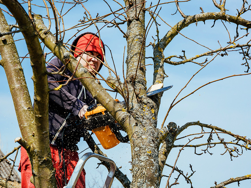 Drošāk koku zāģēšanu un apzāģēšanu uzticēt kvalificētiem arboristiem. 