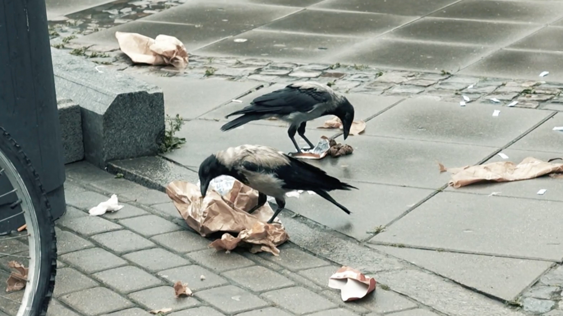 Šobrīd tiek runāts par jaunu atkritumu urnu uzstādīšanu, lai putni nevarētu ielīst un visu atkritumu urnas saturu izmētāt pa ielu.