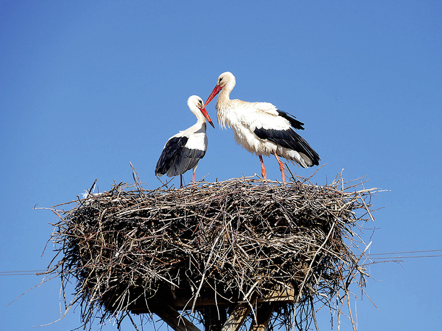 Baltie stārķi.