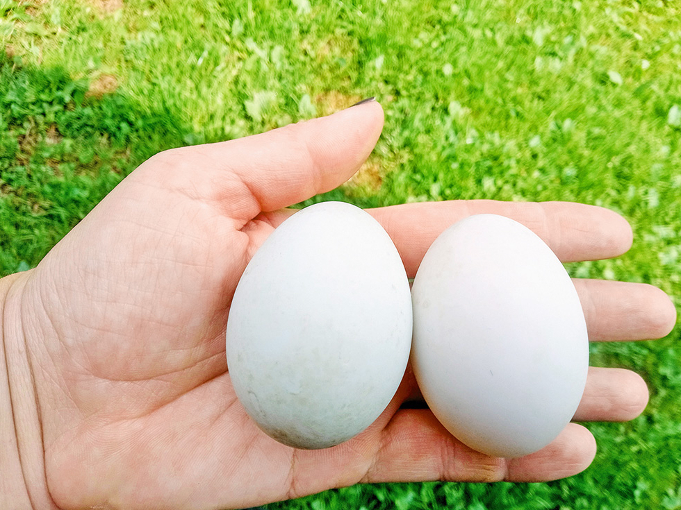 Pīļu olas ir nedaudz lielākas par vistu olām, bet ar cietāku un biezāku čaumalu.