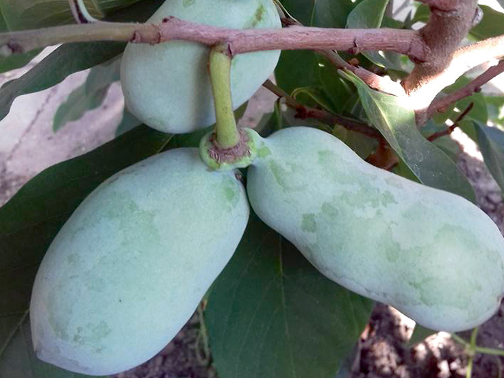 Indiāņu banāna augļi ir ar vieglu mango garšu.