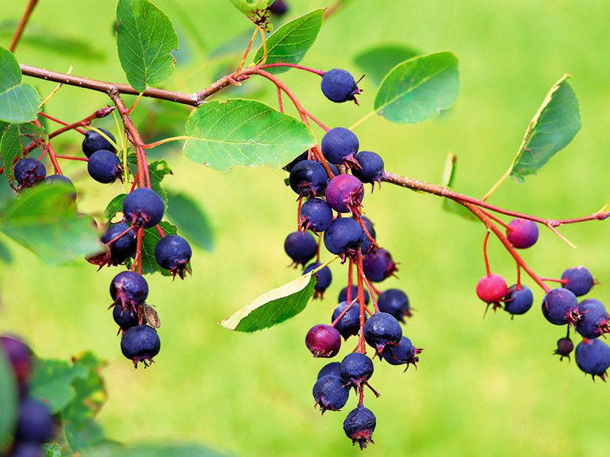 Korintes.
