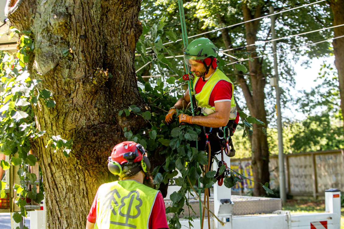 Arborists.
