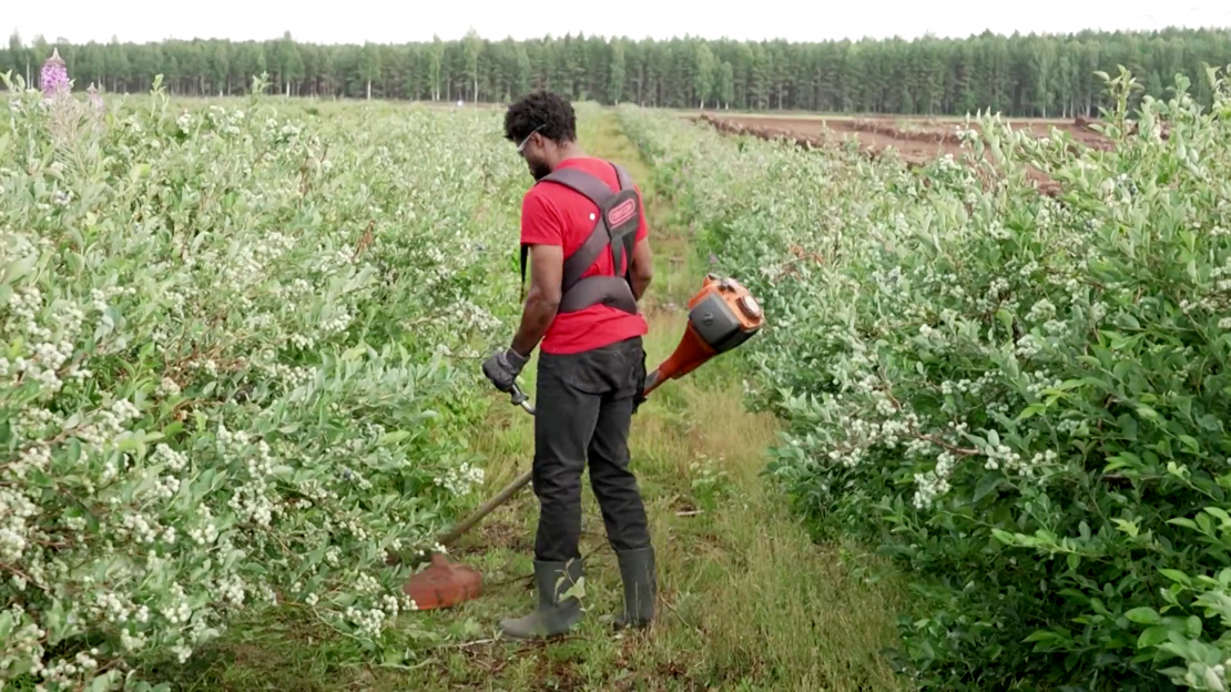 Uzņēmumā “Very Berry” strādā četri bēgļi no Kamerūnas, viņi kopj dzērveņu ogulājus un melleņu krūmus.