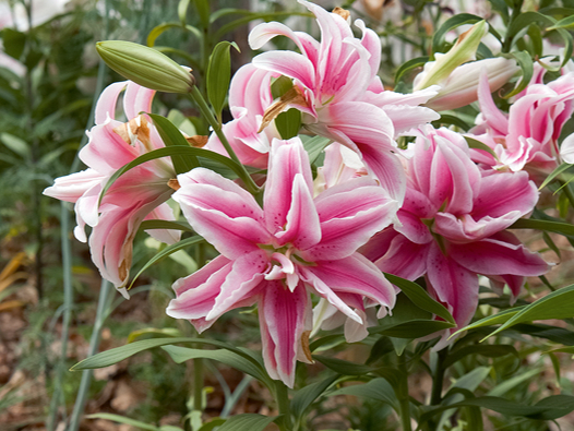 'Roselily Belonica'