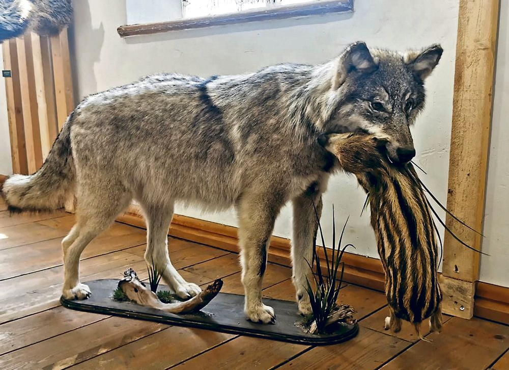 Vilks ar mežacūkas sivēnu zobos: nevis nežēlīgi, bet dabiski.