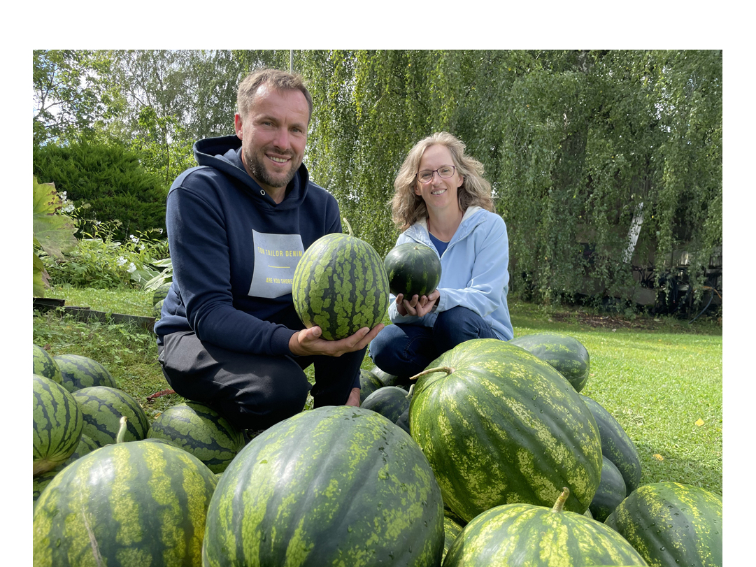 Ar arbūzu audzēšanu uz lauka un siltumnīcā Aija un Mareks Kantāni nopietni nodarbojas trīs četrus gadus. Attēlā: pagalmā izlikti arbūzi, gaidot savus pircējus.