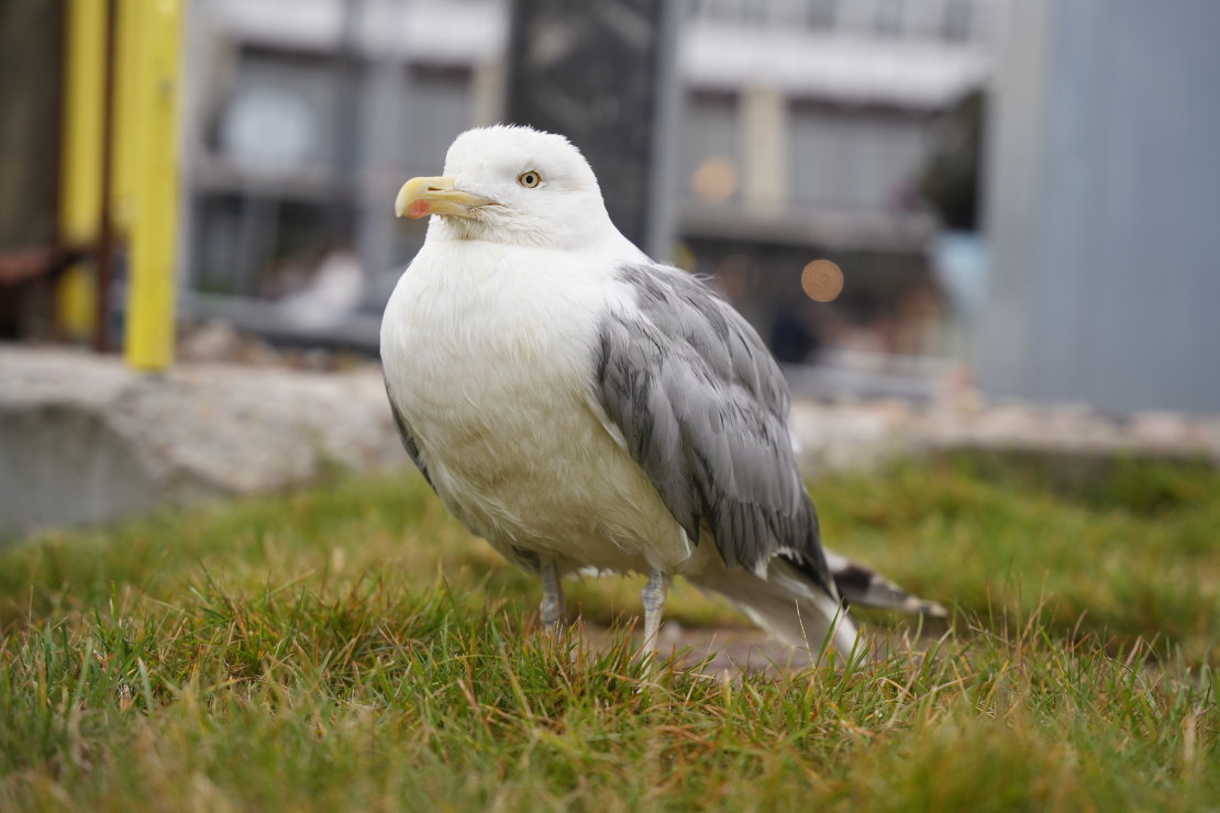 Pilsētas kanālmala. Kaija.