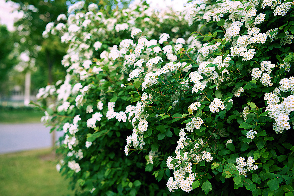 Vanhuta spireja ar baltiem īpatnējas smaržas ziediem.