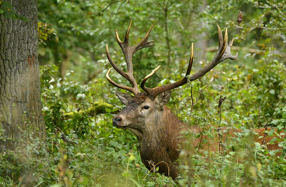 Lai noskaidrotu, kāds ir encefalīta fons savvaļā, mednieki tiek lūgti palīdzēt iegūt asiņu paraugus no savvaļas briežveidīgajiem.
