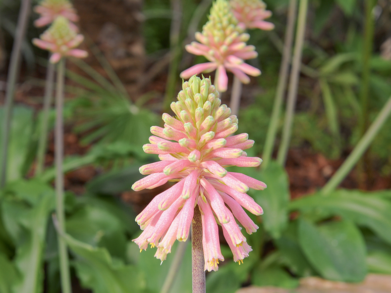 Istabas lilija.