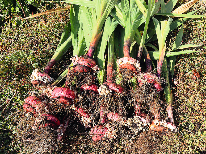 Gladiolu sīpoli.
