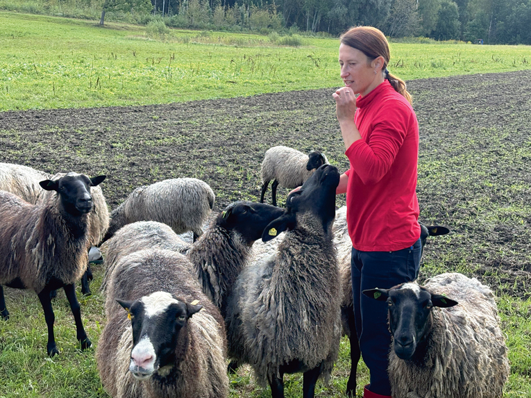 Saimniece Svetlana Miķelsone uzsver, ka Romanovas tīršķirnes dzīvnieku populācija Latvijā ir maza, tāpēc ir jādara viss iespējamais, lai varētu uz vietas iespējami vairāk saglabāt vietējās līnijas.