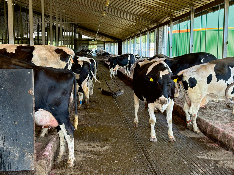 Holšteinas melnraibās šķirnes govis.