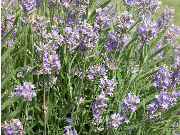 Lavandas ziedi.