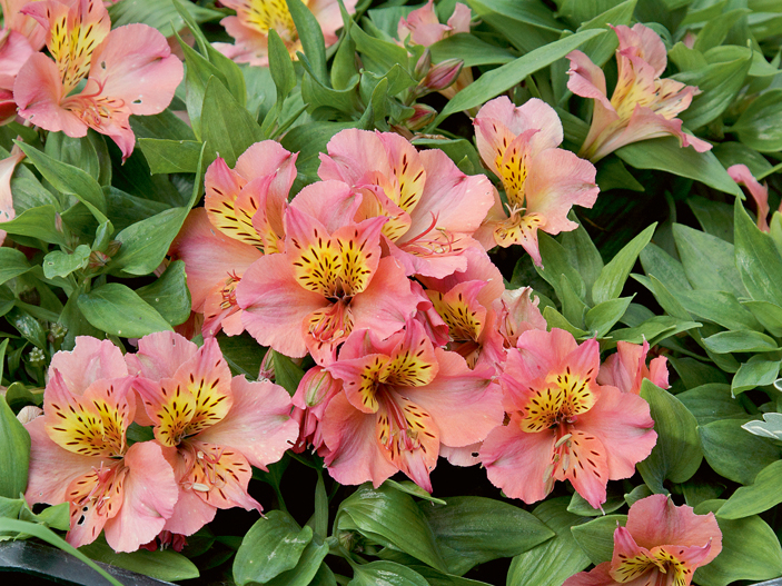 ‘Zavina’