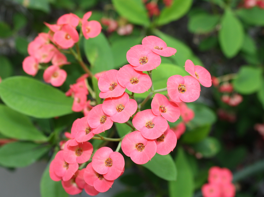 Eiforbija (Euphorbia milii).