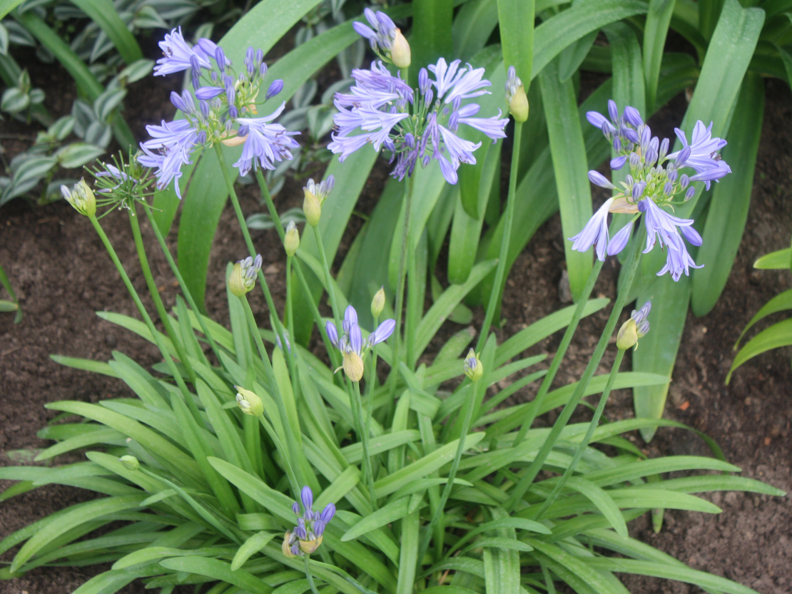 Agapants (Agapanthus africanus).