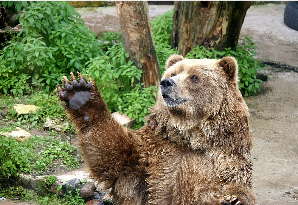 Latvijā dzīvojot apmēram 80 lāču. Attēlā: brūnais lācis Rīgas Zooloģiskajā dārzā.