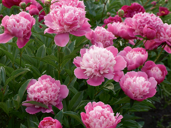Peonijas.