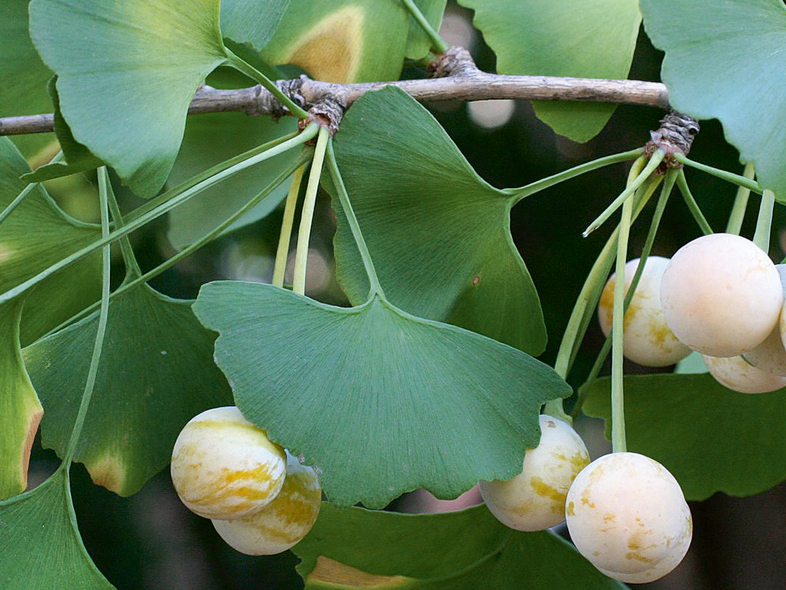 Ginks.