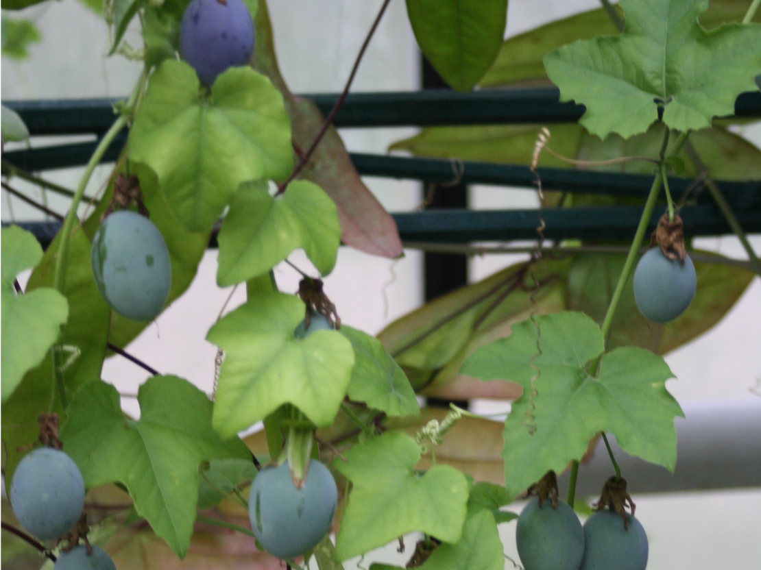 Pasiflora, Passiflora incarnata.
