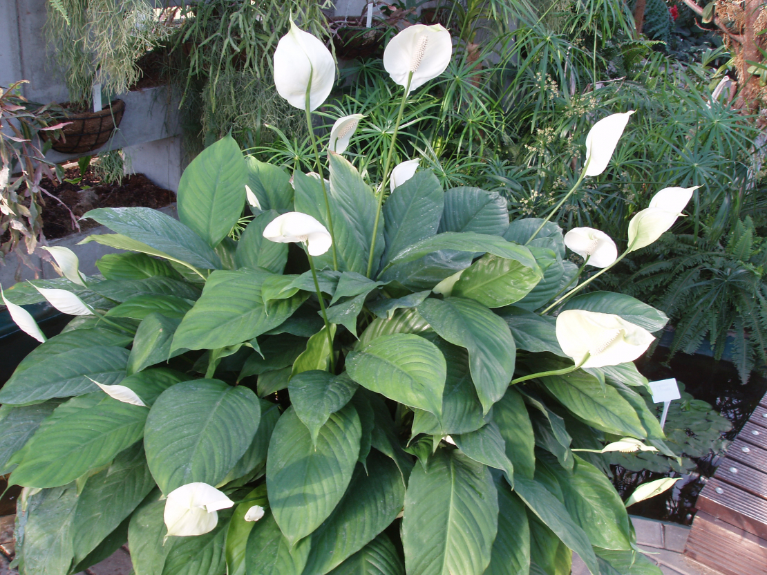 Spatifīla, Spathiphyllum wallisii.