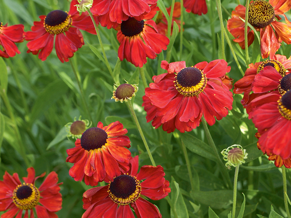 Helēnijas ‘Moerheim Beauty’.
