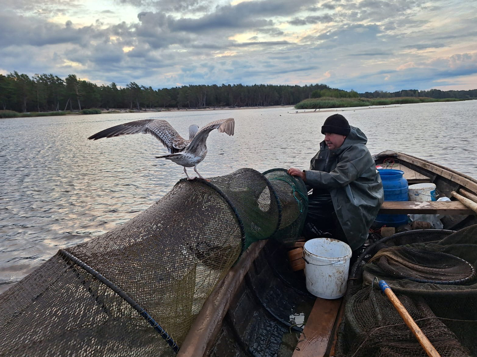 Ilmāram Prauliņam zvejas diena sākas agri un ilgst pāris stundas, kamēr
pārbauda visus vienpadsmit murdus. Lai gan lomi sarūkot, ik gadu
viņa uzņēmums pārstrādā ap tonnu Carnikavas un tikpat iepirkto Daugavas, Ventspils un Pāvilostas nēģu.