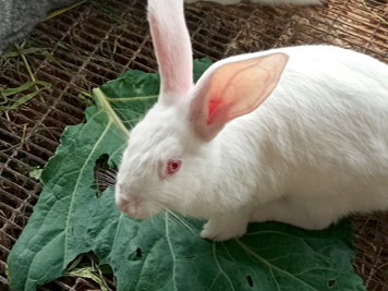 No agra pavasara līdz vēlam rudenim zaļbarība var būt lētākā pamatbarība trušu ēdināšanā
