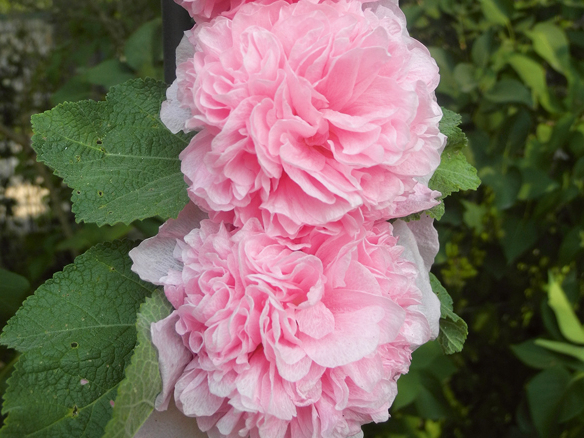Kāršrozes.