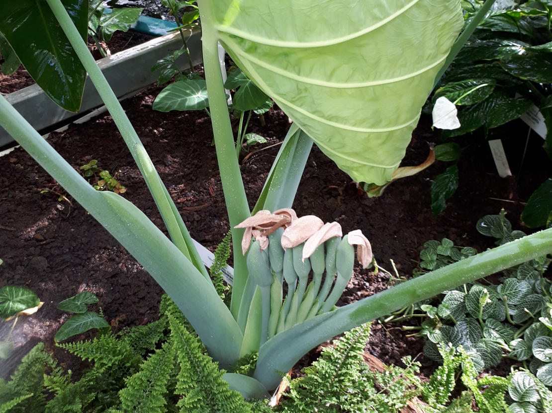 Kolokāzija, Colocasia gigantea.
