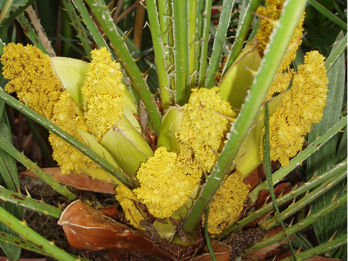 Hameropsis, Chamaeropsis humilis.
