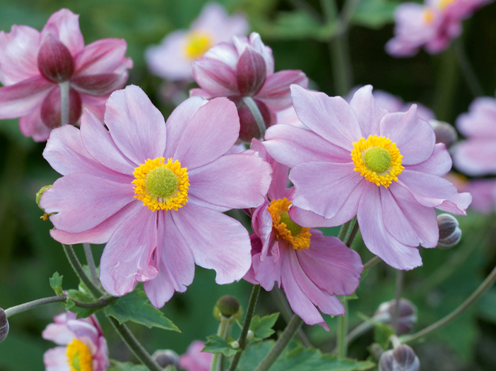 Rudens anemones.