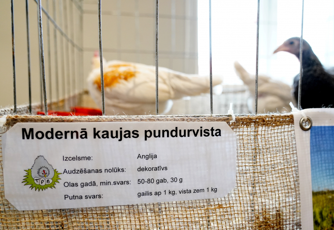 Izstāde "Vistu sēta. Latvijā audzēto vistu daudzveidība" Latvijas Dabas muzejā.
